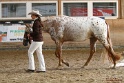 21-ApHC HMC_001